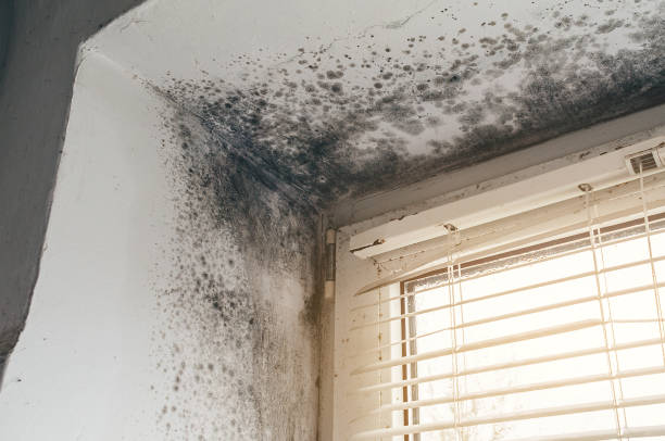 Affordable Mold Cleanup solutions in Benson, AZ